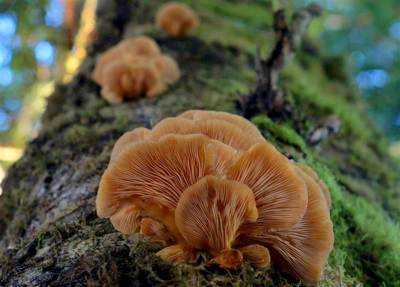 Mushroom on tree 2nd try.jpg