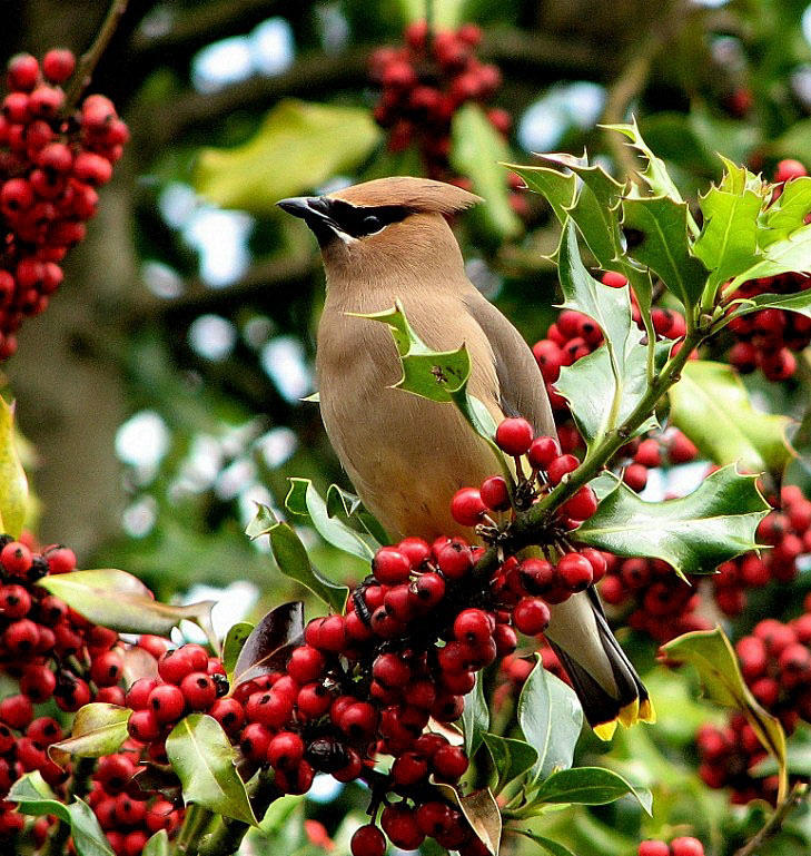 Cedar Waxwing - Eric WalkerCelebration of Nature 2009Birds