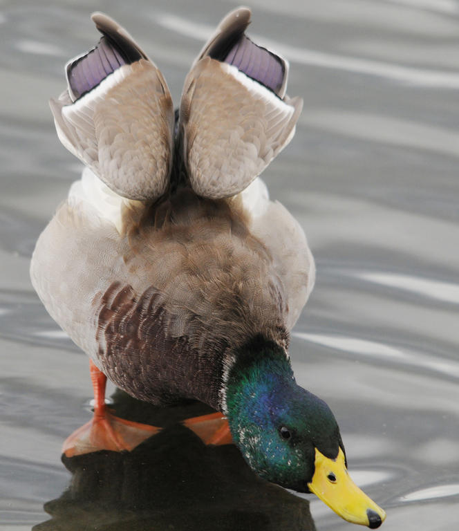 Mallard Duck Posturing - Gail RobertsonCelebration of Nature 2009Birds
