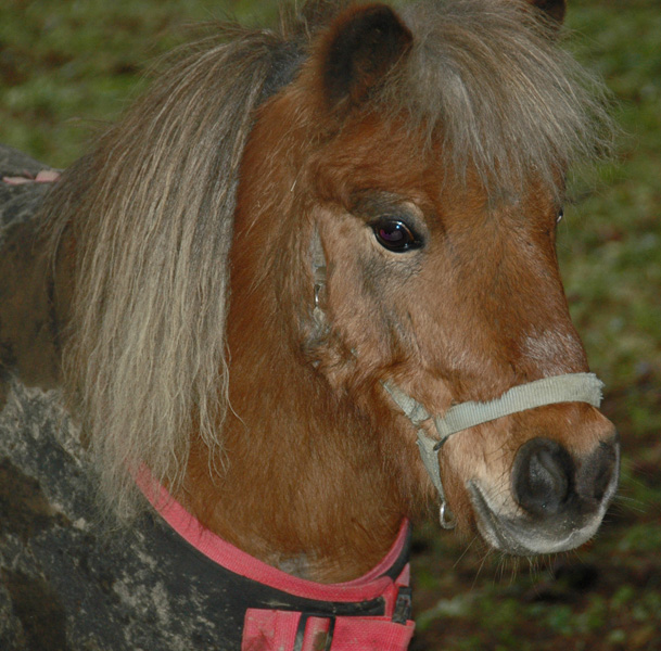 Pretty Pony 