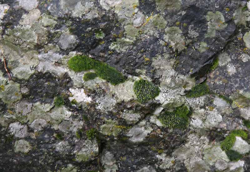Lichen the Moss