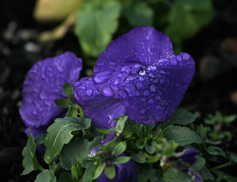 Winter Pansy