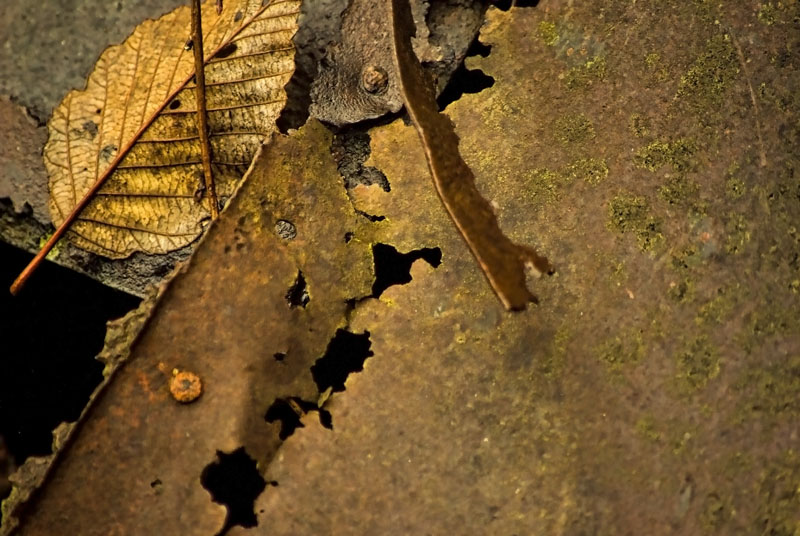 rusty leaf