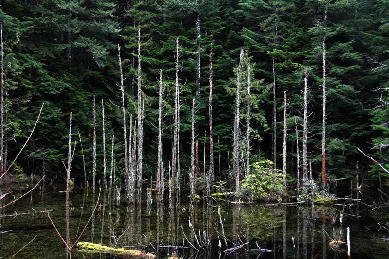 Beaver Pond