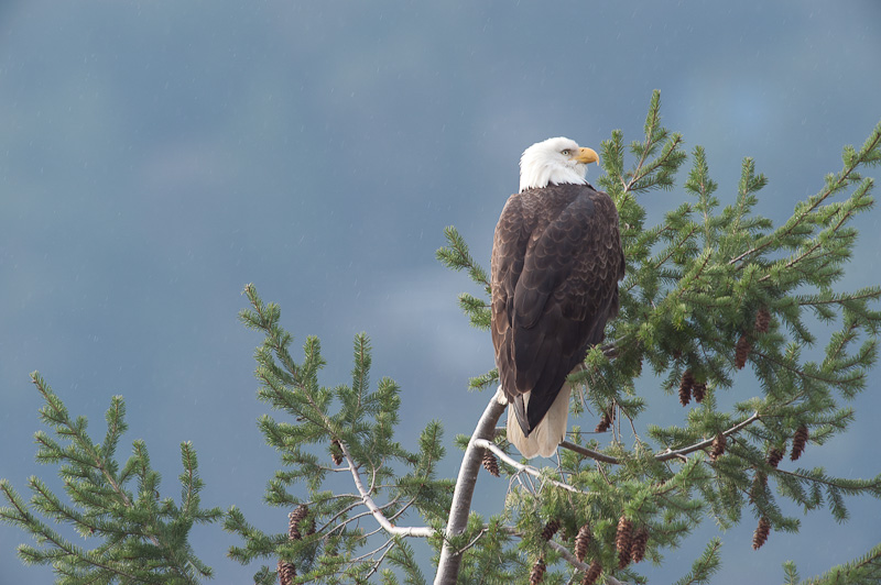 Nature:  Eagle Lookout #4 - GB