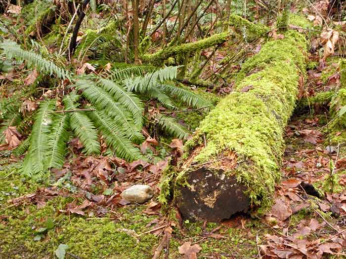 Mossy Log - NO