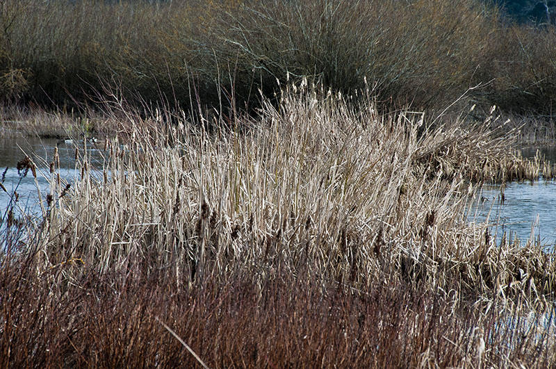 Somenos Marsh Habitat.jpg