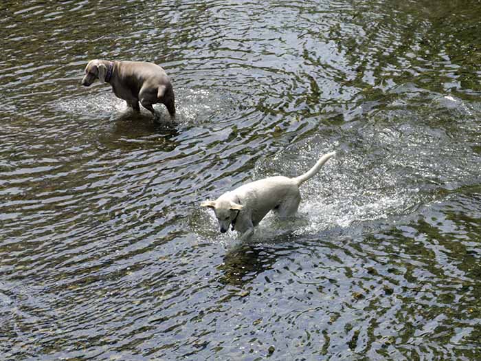 Enjoying the Water