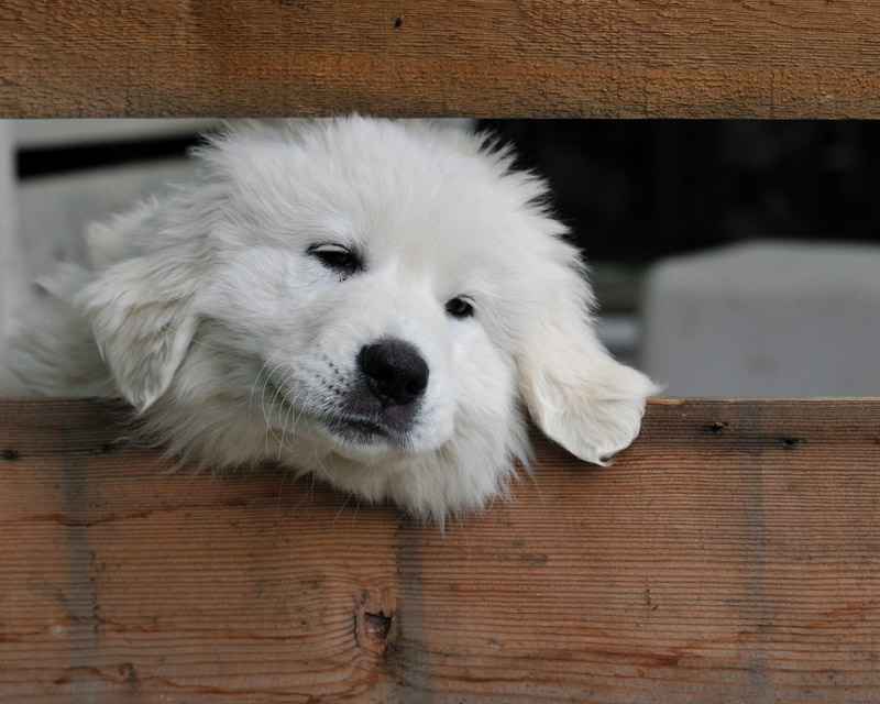 Pyrenees Pup