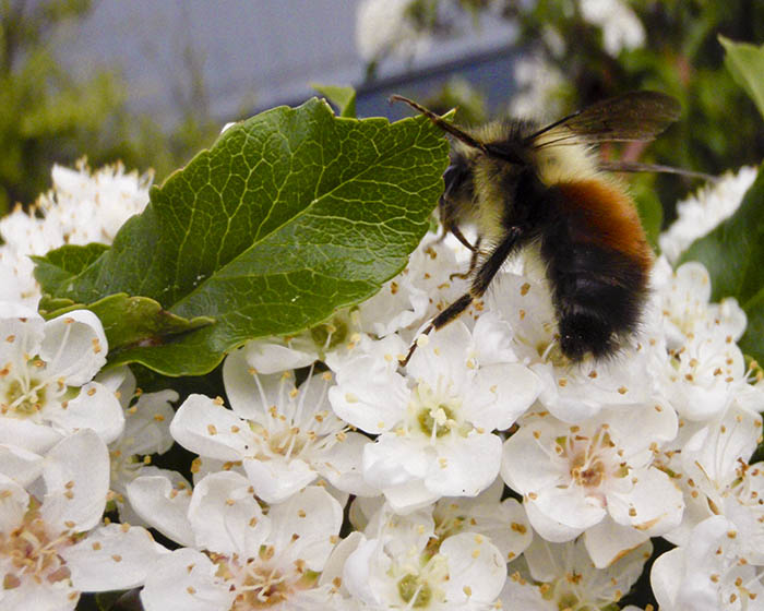 Bee on Pyracantha