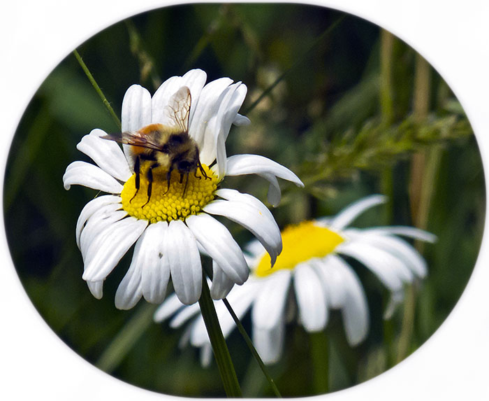 Bee on Daisy