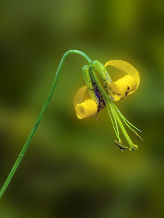 Tiger Lily - Lillium columbianum