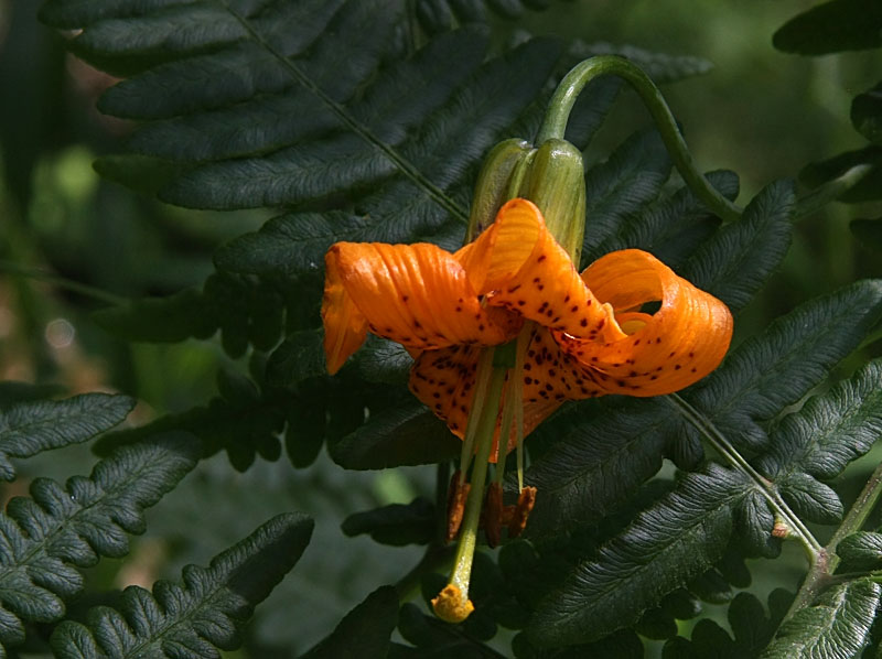 Tiger Lily