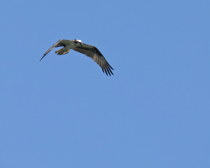 Osprey