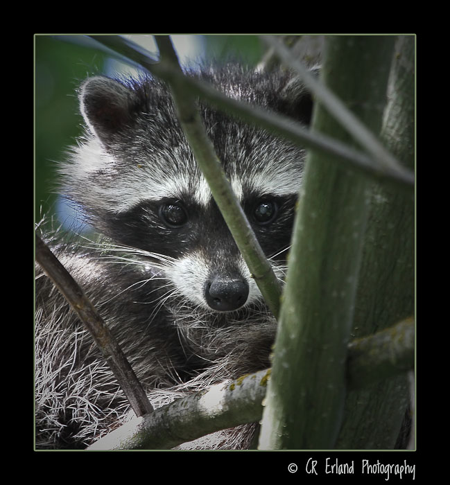 Backyard Visitor