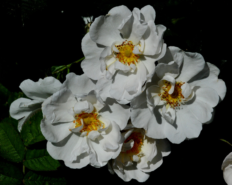 White Rose cluster at Government House