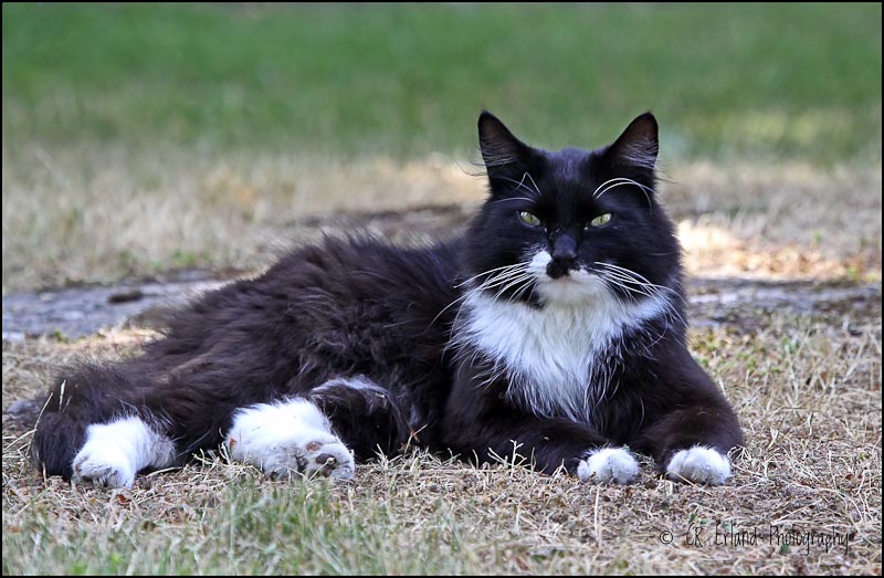 The Government House Cat