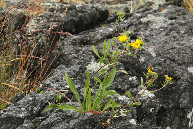 growing in rock?