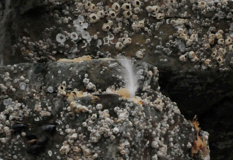 Barnacles and a Feather