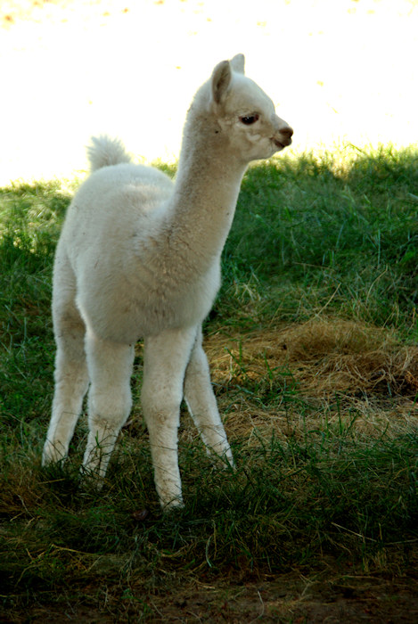 Ariel the  baby Alpaca