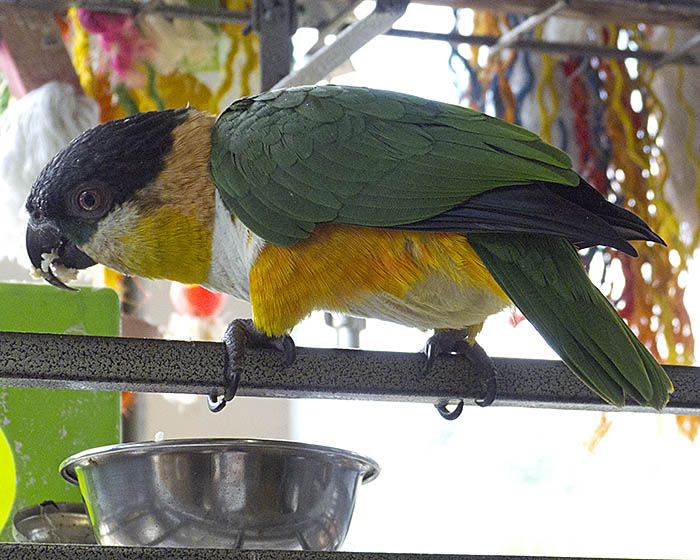 Caique