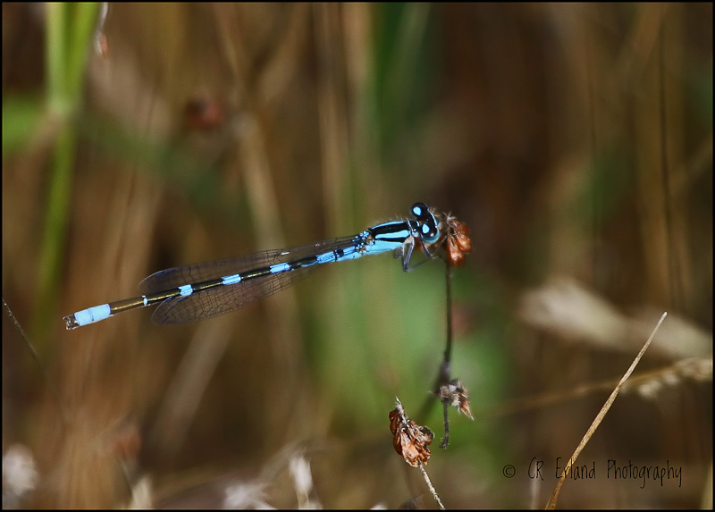 Blue Dragonfly or Damselfly