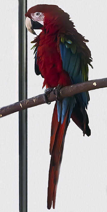 Scarlet Macaw.
