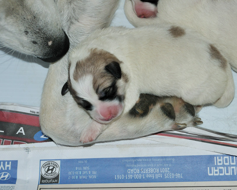Biscuit and her pups 3