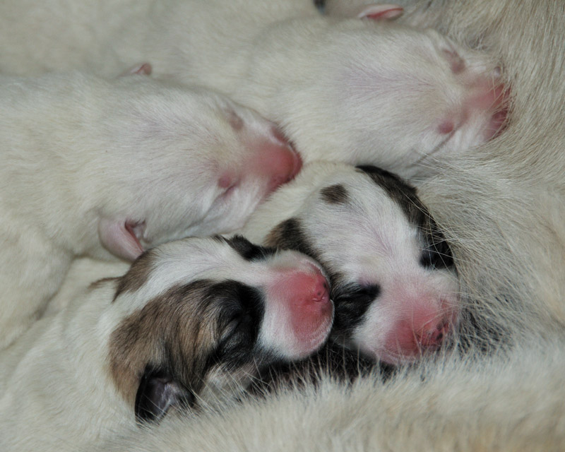Biscuit and her pups 2