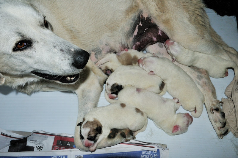 Biscuit and her pups