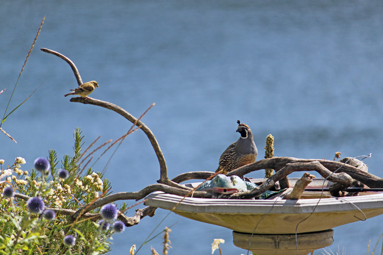 Busy Bird Bath