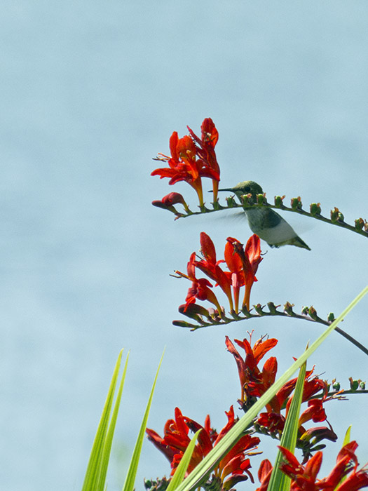 Hummingbird 