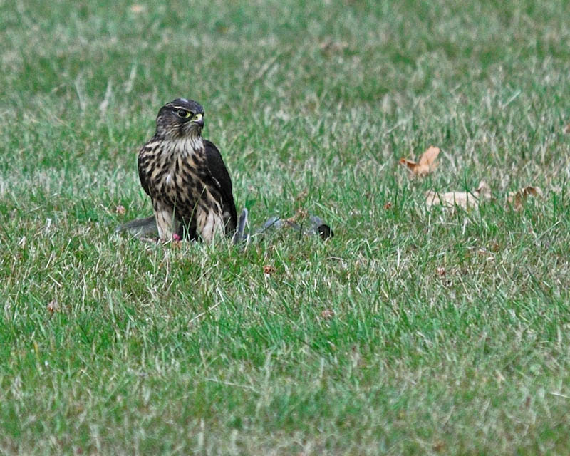 The Merlin Falcon