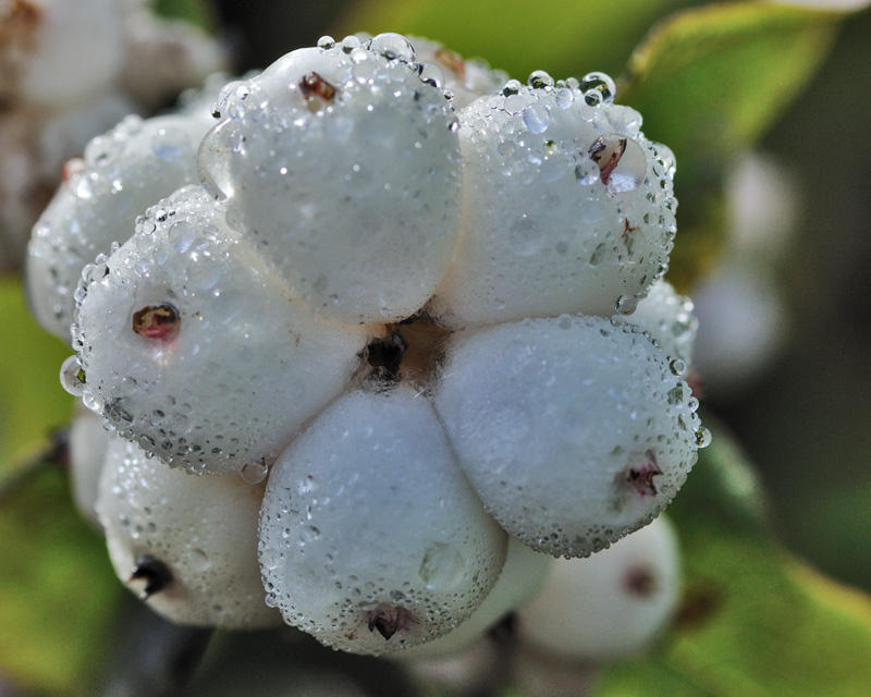 Snowberrys