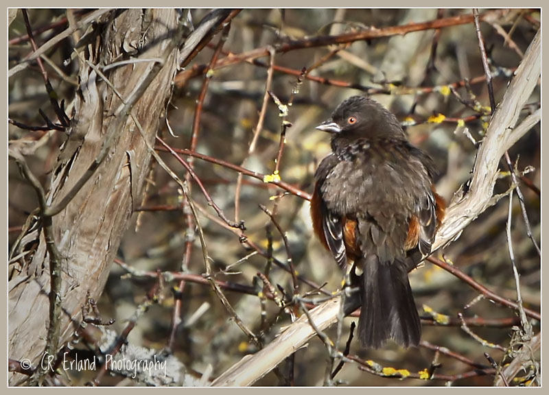 Towhee on a Branch