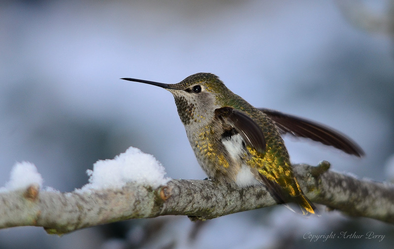 Winter Hummer