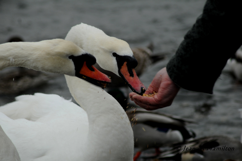 Hand Feeding Swans