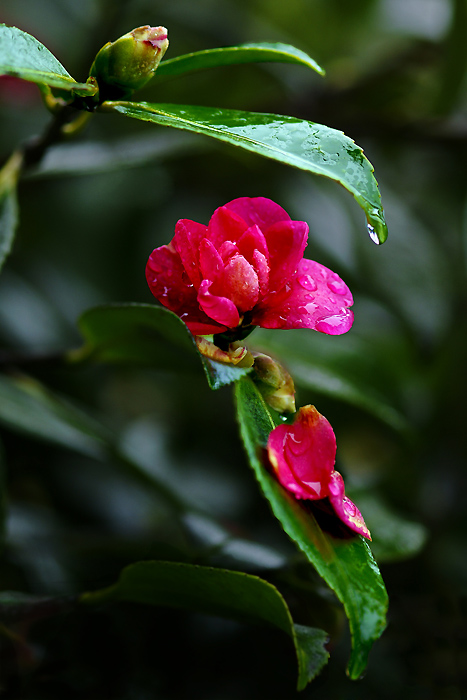 Rain on February Floral