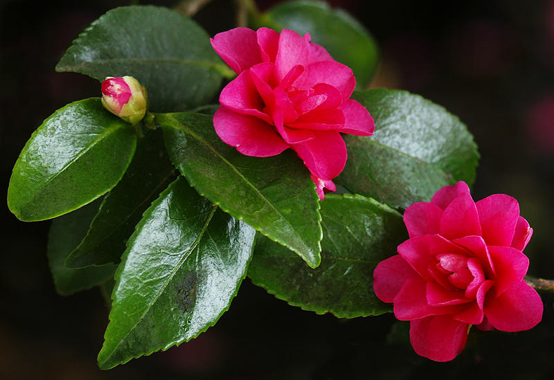 February Floral