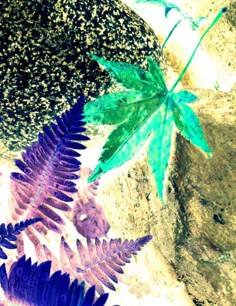 Maple Leaf and Fern - Marinus Vesseur<br>CAPA 2012 Theme Competition<br>Altered Reality