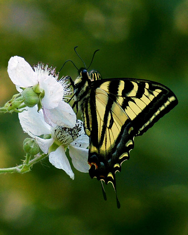 Swallow Tail Butterfly - Rachel Penney Celebration of Nature 2011General Nature