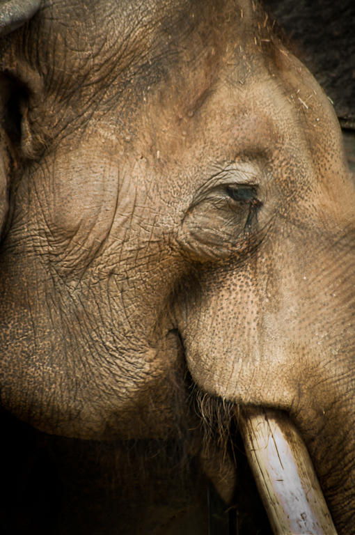 Asian Elephant - Rick RuppenthalCelebration of Nature 2011Mammals