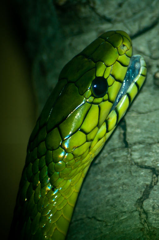 Rough Green Snake - Rick Ruppenthal<br>Celebration of Nature 2011<br>General Nature