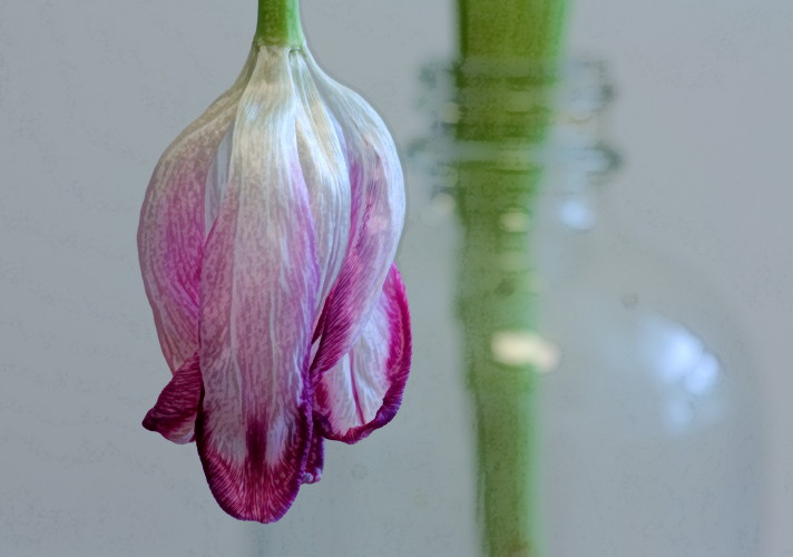 Tulip and Vase