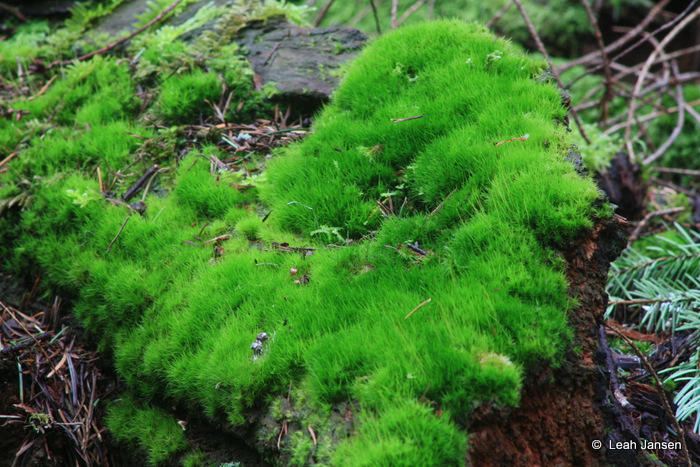 Very Green Moss