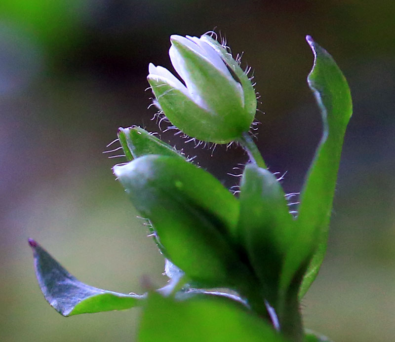 Tiny Flower