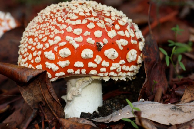 Fall Mushrooms - Deidre Atholl CropperCAPA Spring 2012Nature