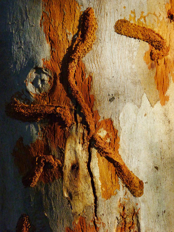 Gum Tree Termites - P M RankinCAPA Spring 2012Nature