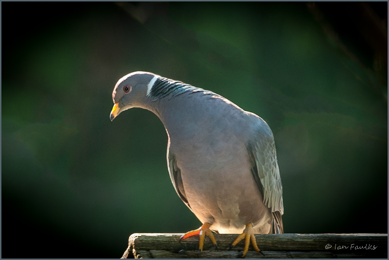 Band-tailed Pigeon-.jpg
