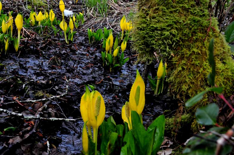 This is just part of a big field of Skunk Cabbage.
